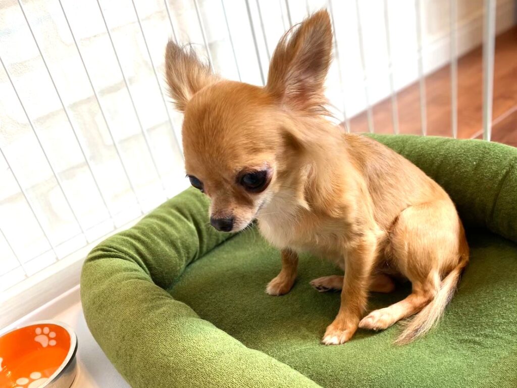 ご飯を食べない様子の保護犬チワワのラテまる 食いつきに悩んでいた頃