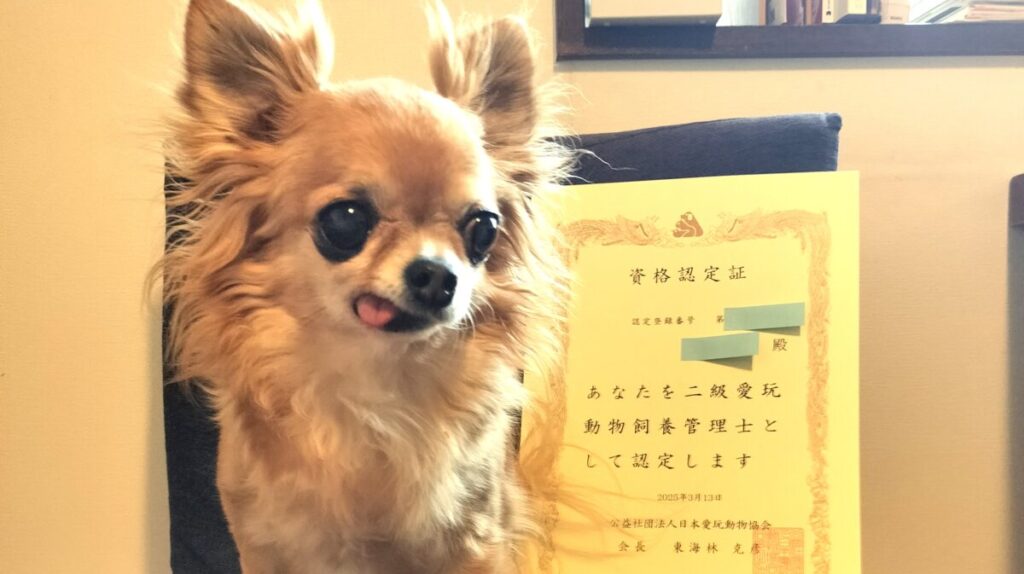 愛玩動物飼養管理士2級の認定証のとなりでくつろぐ保護犬チワワのラテまる。