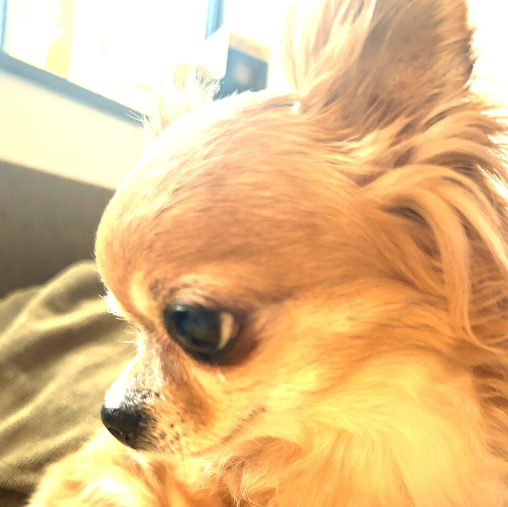 アップルヘッドの保護犬チワワのラテまる