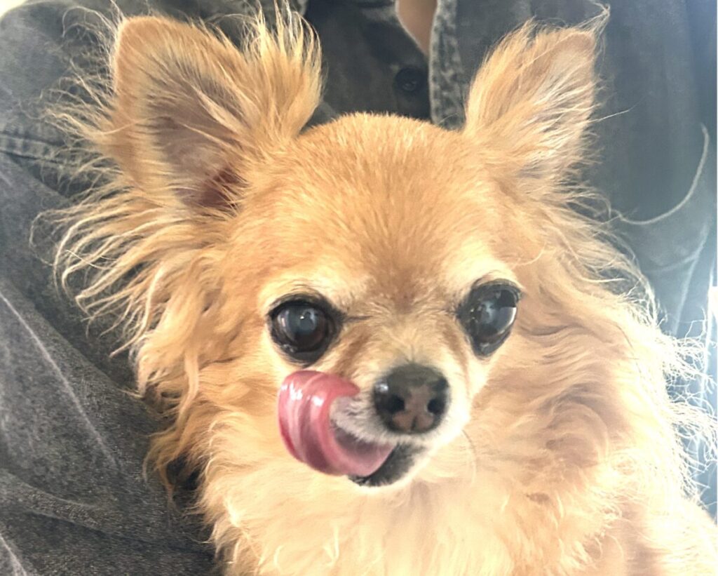 アップルヘッドタイプの保護犬チワワ ラテまるの立ち耳の様子