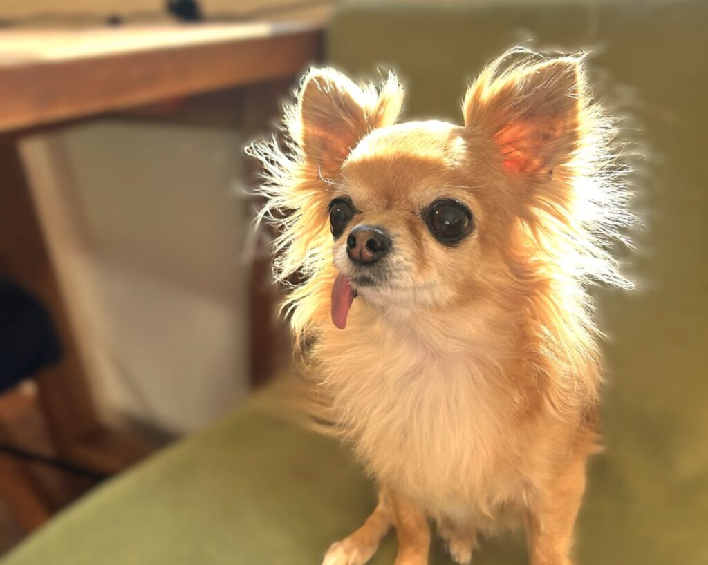 ロングコートのアップルヘッドタイプの保護犬チワワ ラテまる