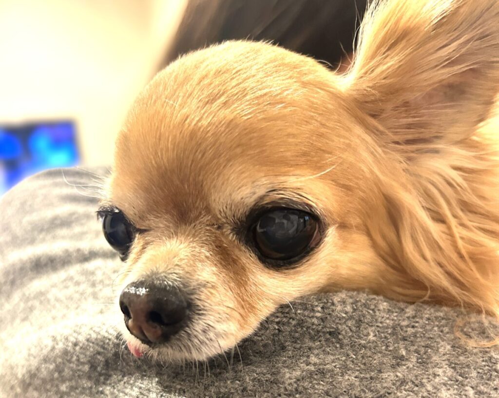 お姉ちゃんの腕にあごを乗せて落ち着いている保護犬チワワのラテまる