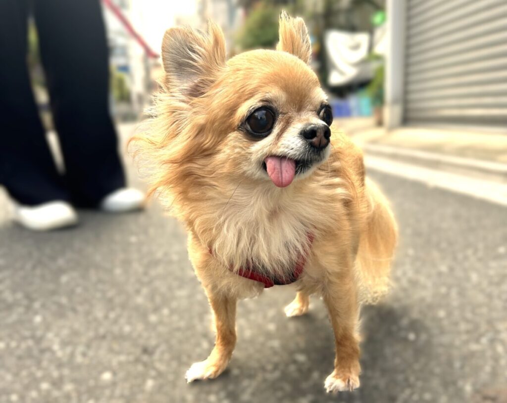 散歩を楽しむ保護犬チワワのラテまる