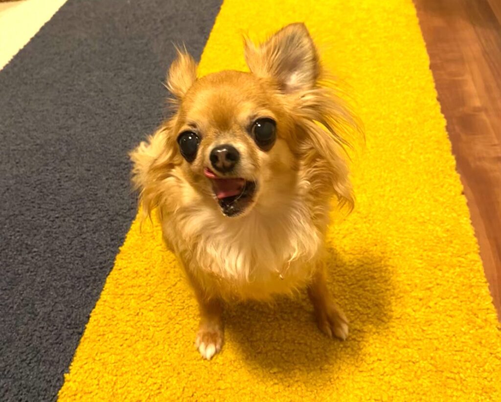 怖さを紛らわすために吠える、保護犬チワワ(ラテまる)