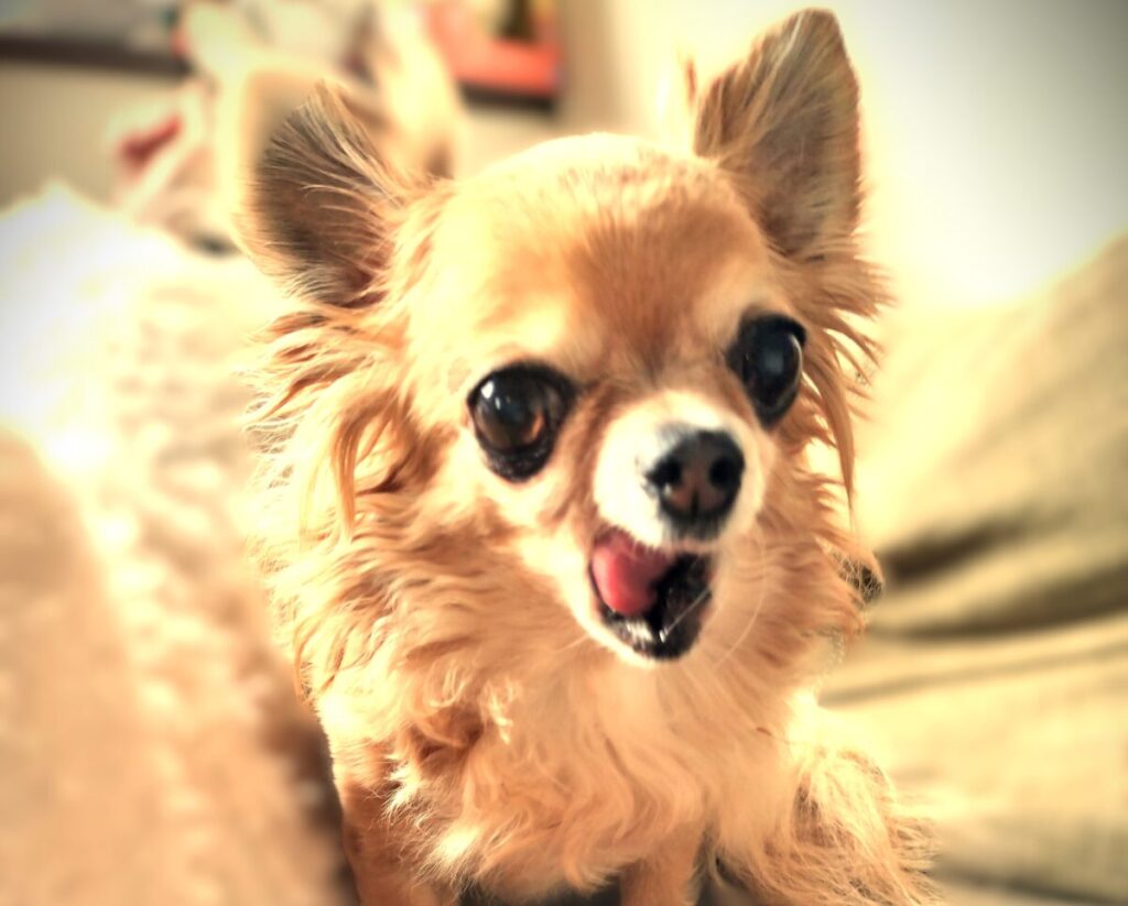 保護犬チワワのラテまるが吠えている様子