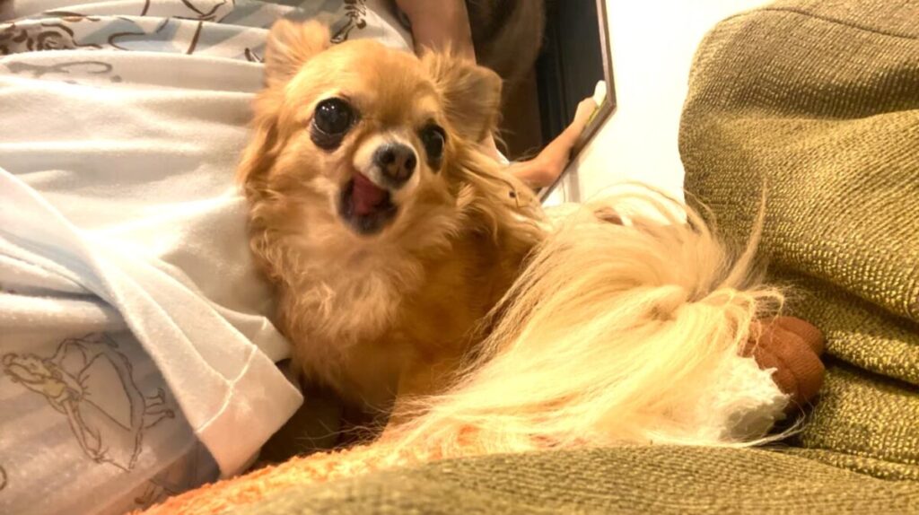 大きな声に不安そうな表情を見せる保護犬チワワのラテまる