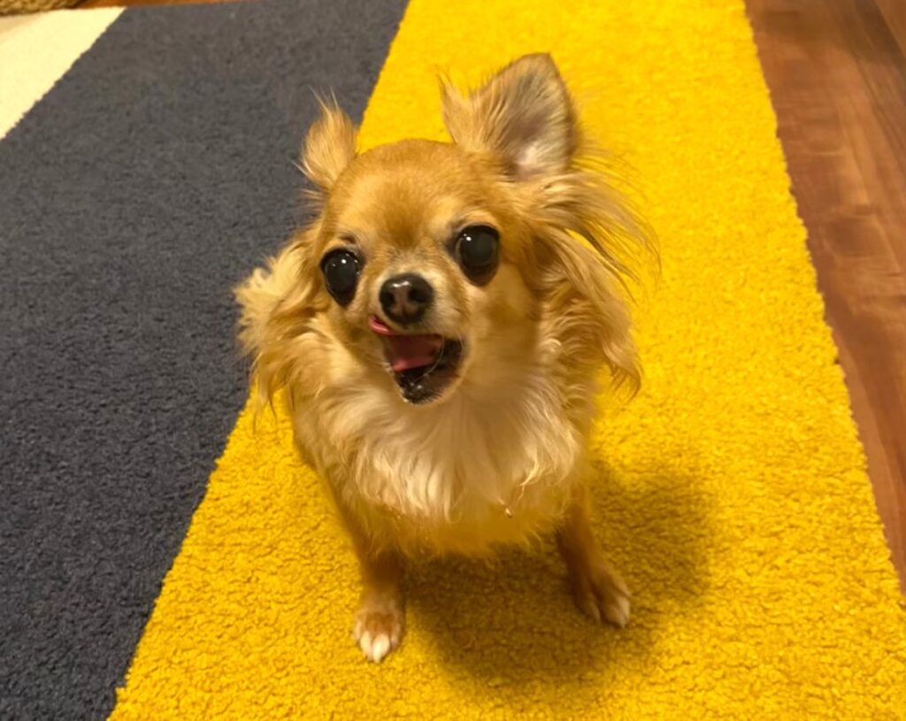 家族を守ろうとして吠える気の強さを見せる保護犬チワワのラテまる