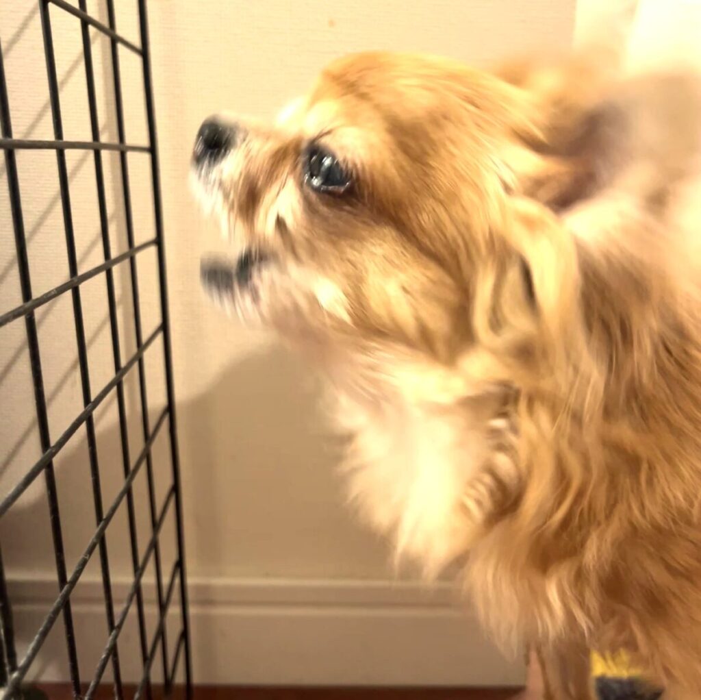 ママが帰ってきて喜んで吠えている、繁殖引退犬の保護犬チワワ(ラテまる)