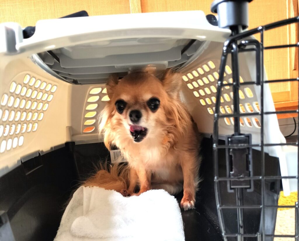 クレートの中で吠える保護犬チワワのラテまる
