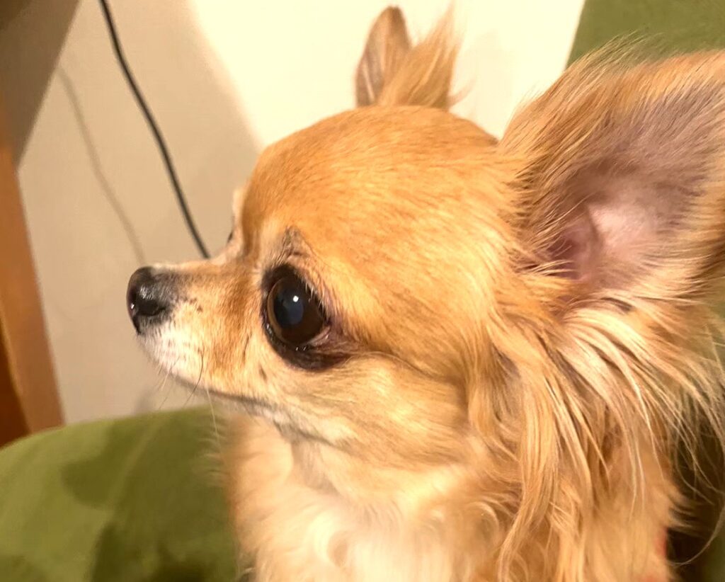 涙やけで目の下が黒い状態のチワワのラテまる ビフォーの様子