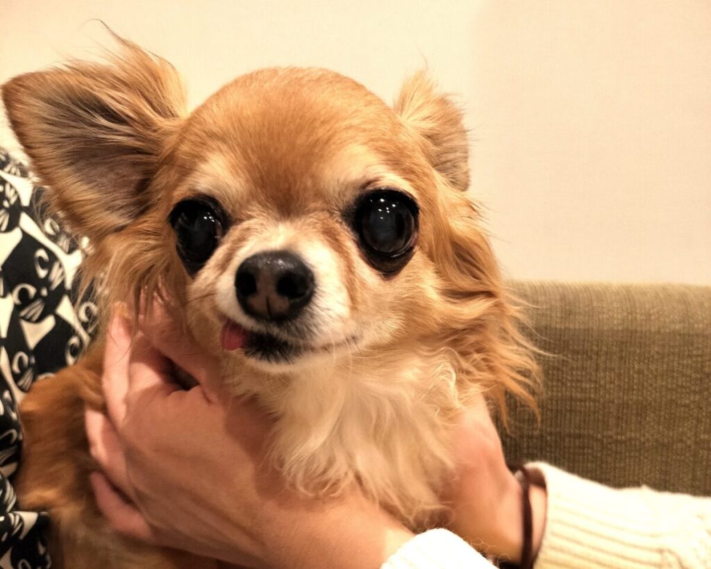 撫でられるチワワ