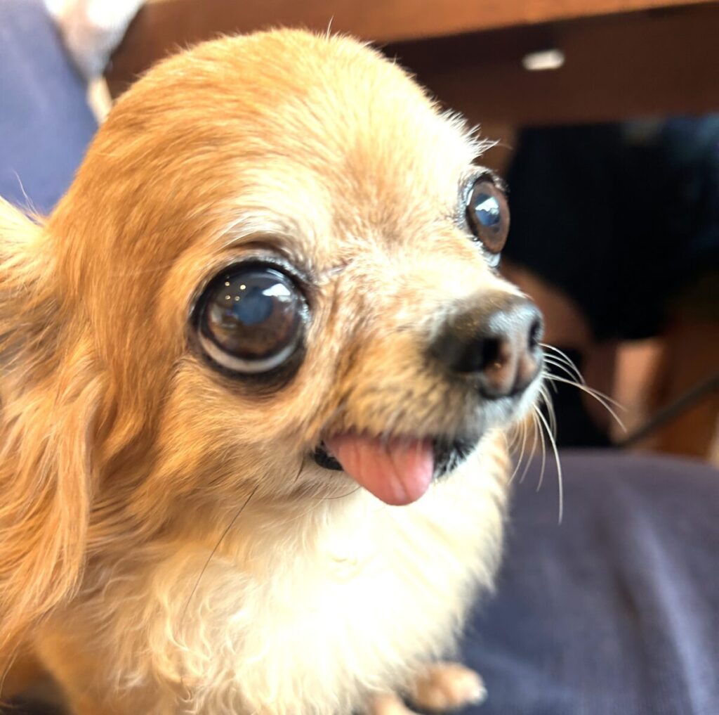 大きな瞳が可愛い保護犬チワワのラテまる
