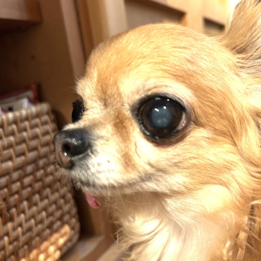 大きな瞳が魅力の保護犬チワワのラテまる