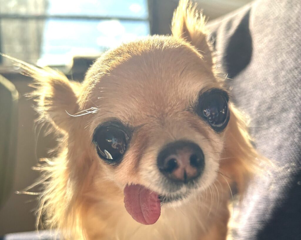 大きな可愛い目で飼い主を見つめる保護犬チワワのラテまる