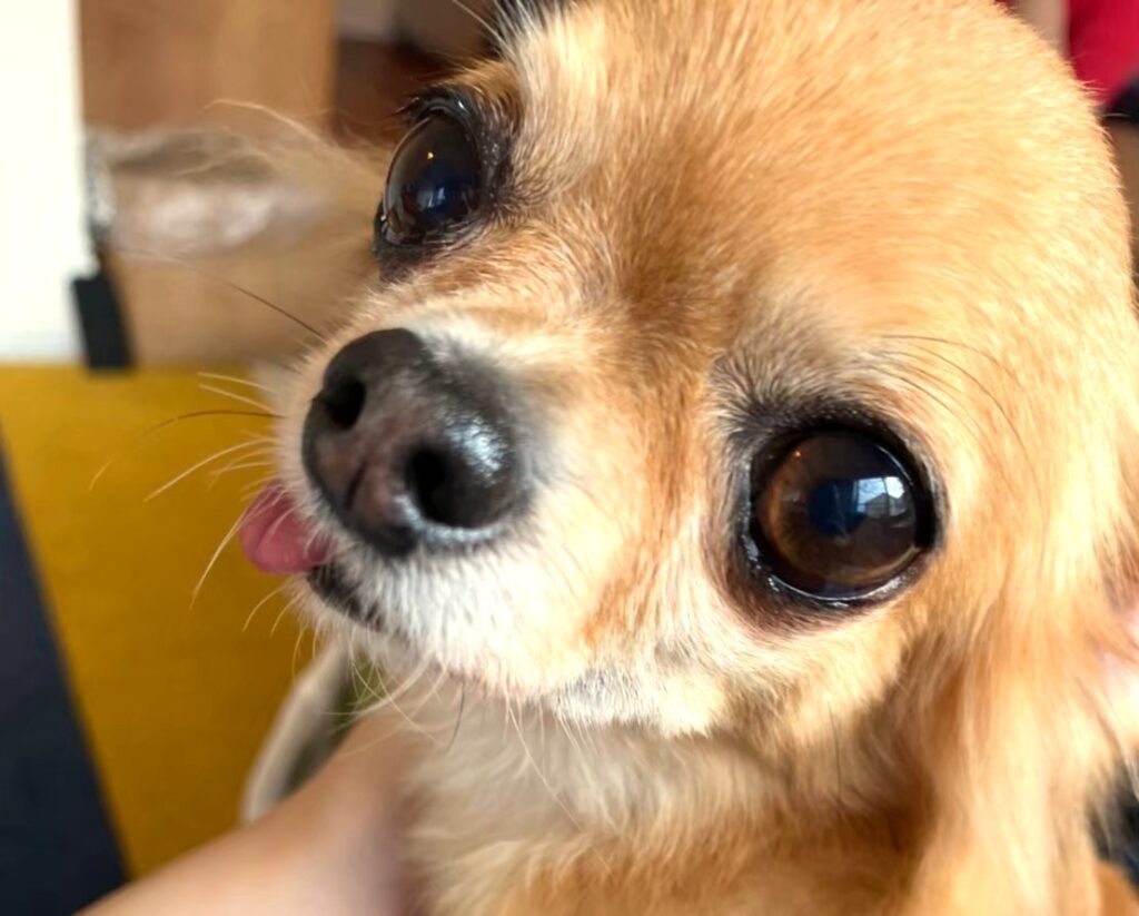 目が大きく涙やけが起こりやすいチワワ ラテまるの様子