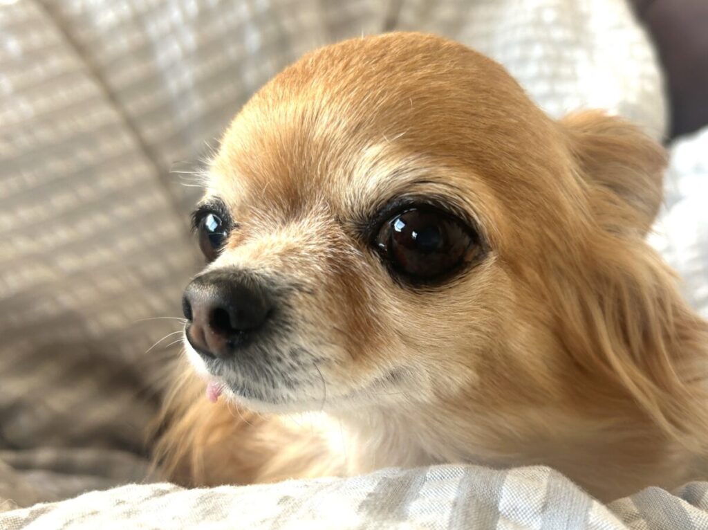 大きな目でこちらを見つめる保護犬チワワのラテまる