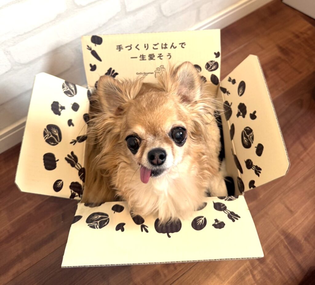 ココグルメ定期購入の箱とチワワ