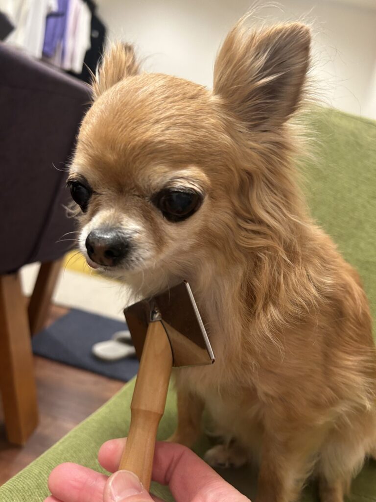 チワワとブラッシングをしながらコミュニケーションをとる様子