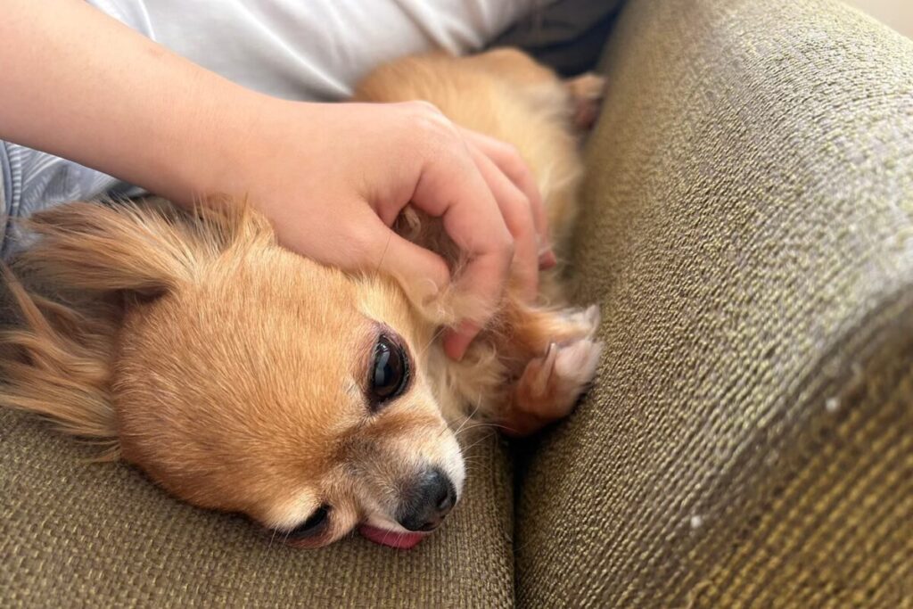 体を寄せ合って安心して眠るチワワのラテまる