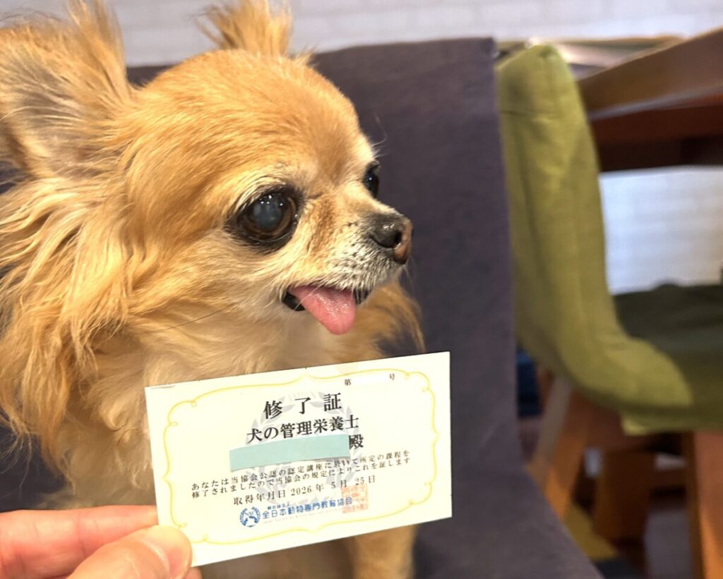 犬の管理栄養士のカードタイプ修了証と保護犬チワワのラテまる