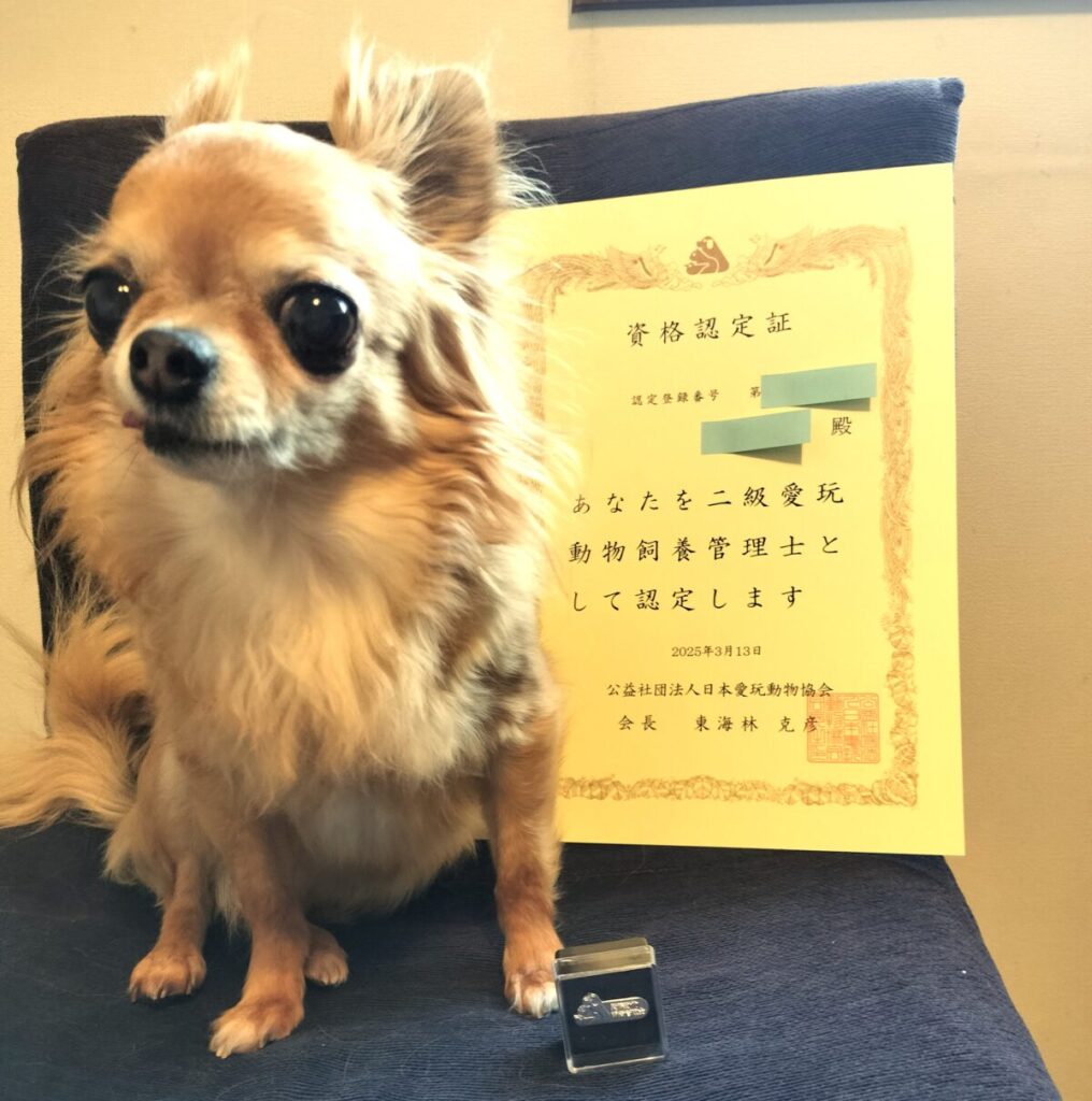 愛玩動物飼養管理士2級の認定証と元保護犬チワワ・ラテまるの写真