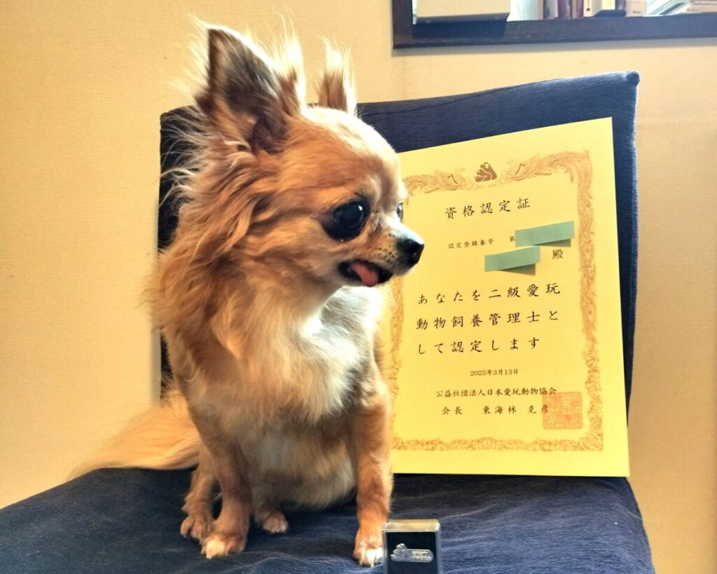 愛玩動物飼養管理士2級の認定証と、元保護犬チワワのラテまるが並んで写っている写真