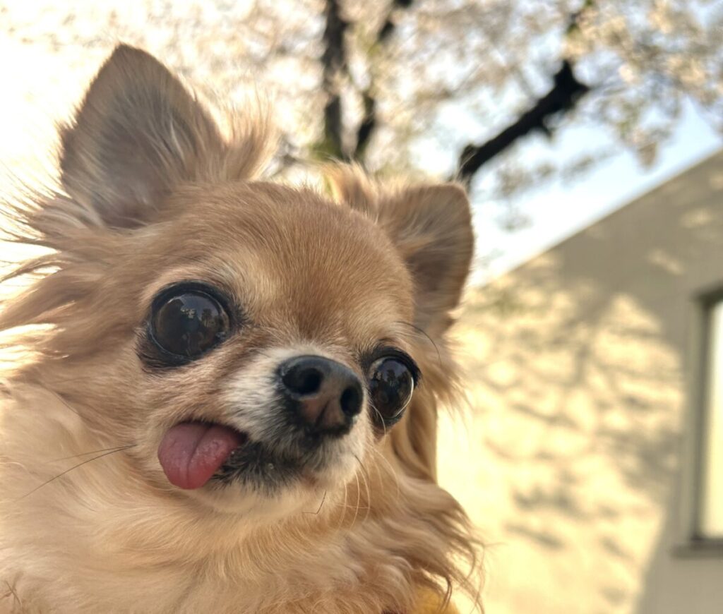 桜の木と保護犬チワワのラテまる