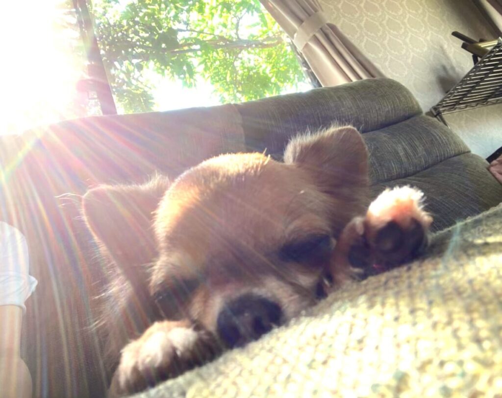 ソファでリラックスして日向ぼっこをする保護犬チワワのラテまる"
