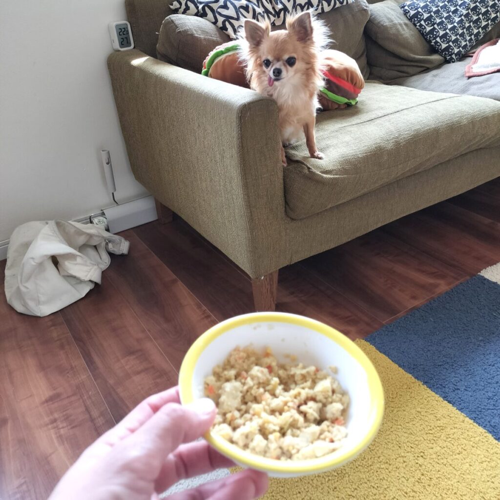 ごはんを前にする保護犬チワワのラテまる