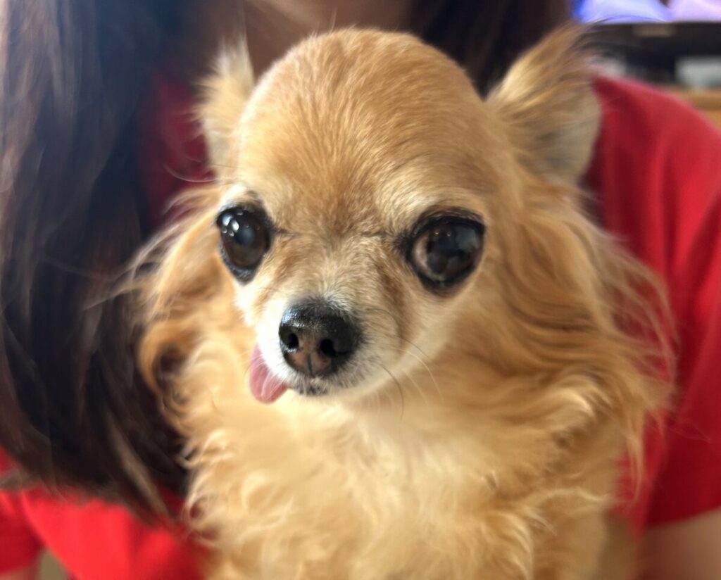 大好きなお姉ちゃんに抱っこされる保護犬チワワのラテまる