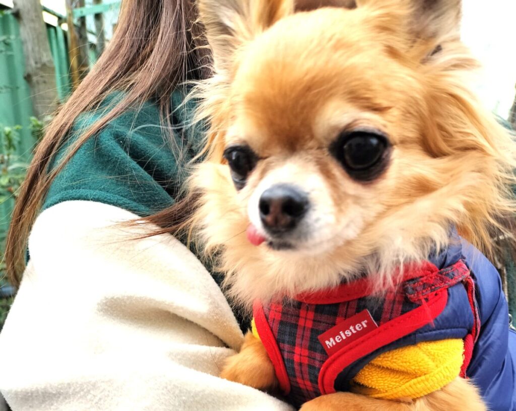 お姉ちゃんに抱っこされている保護犬チワワのラテまる