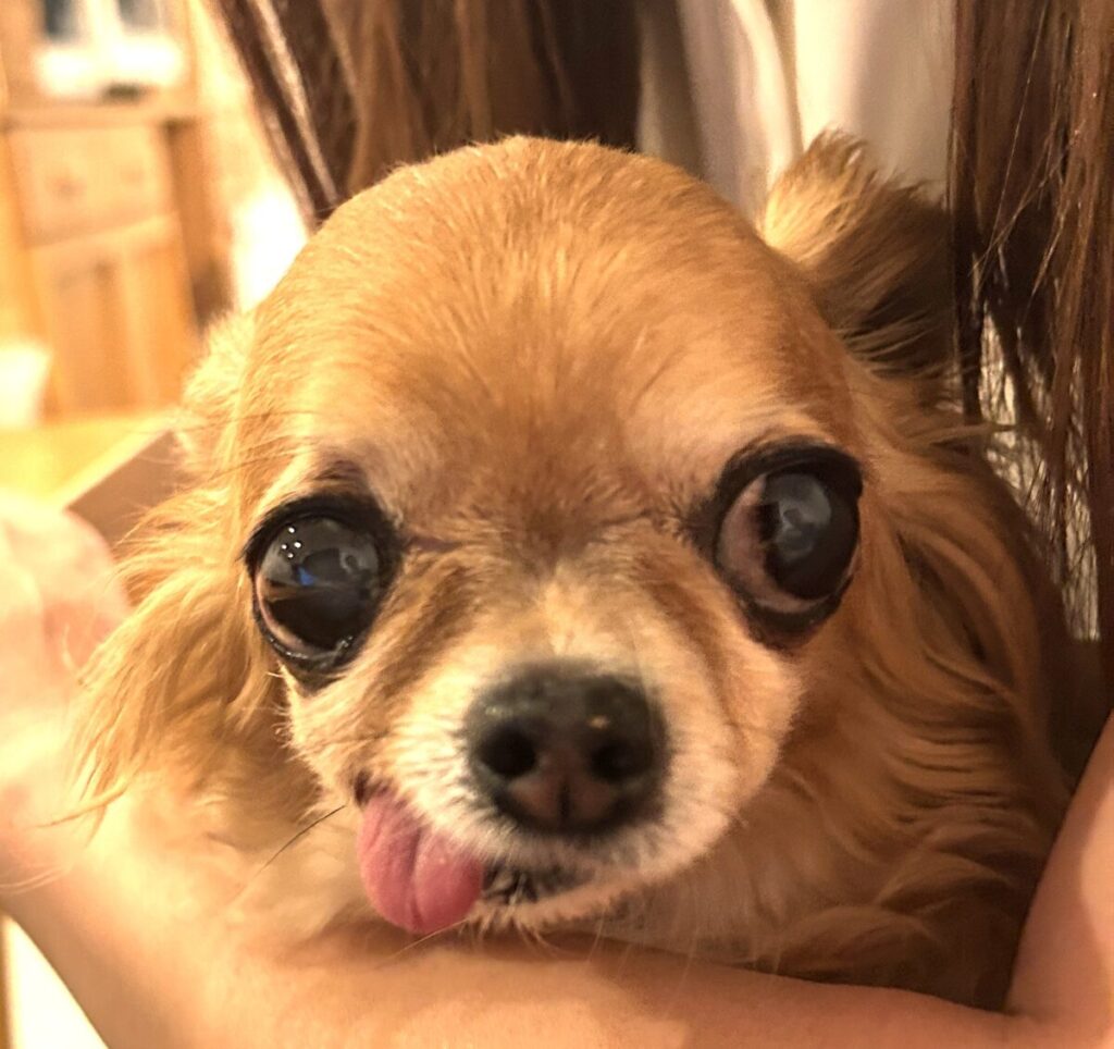 飼い主さんに抱っこされて笑顔になっている、保護犬チワワのラテまる