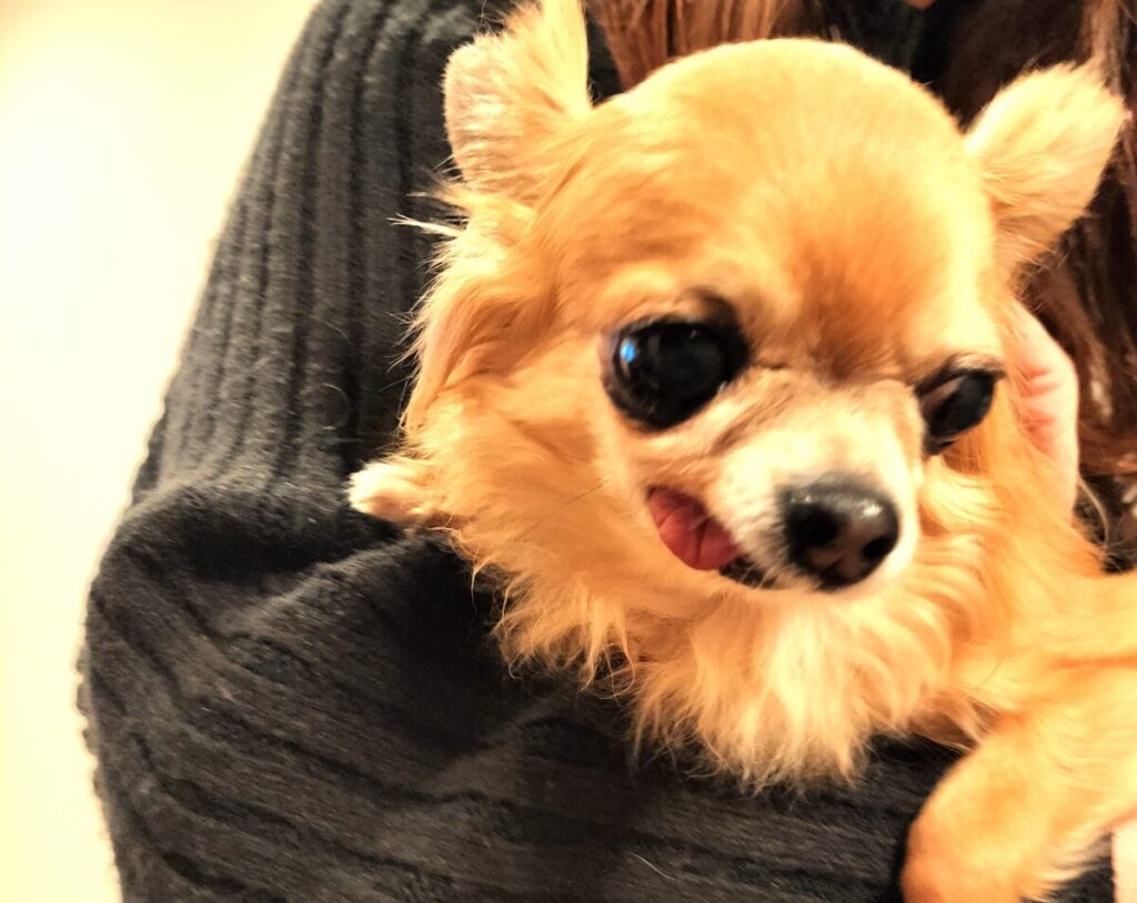 飼い主ママに抱っこされる、保護犬チワワのラテまる