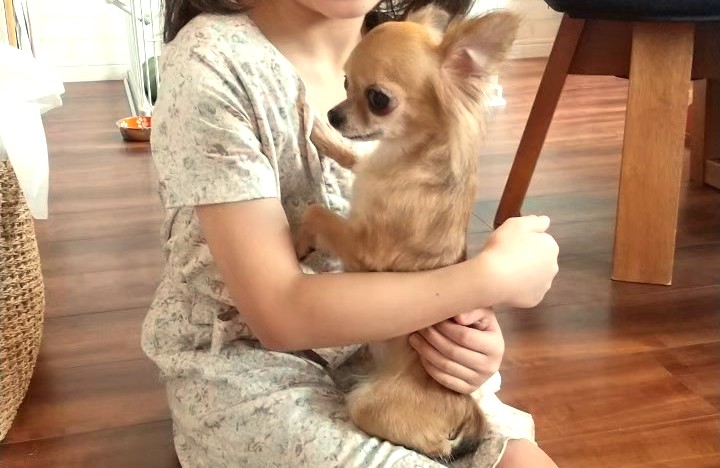 末っ子に抱っこされる保護犬チワワのラテまる