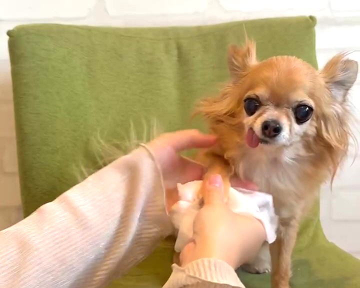 保護犬チワワのラテまるが散歩後に犬用ウェットティッシュで足を拭いてもらっている様子