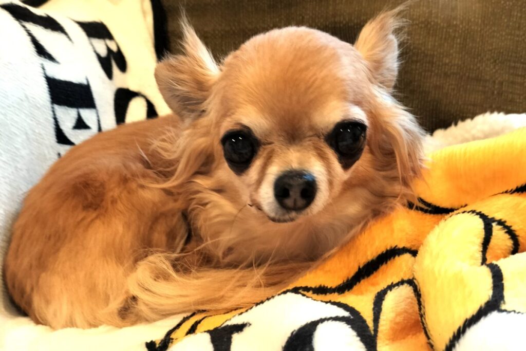 お気に入りの毛布の上で丸くなる保護犬チワワのラテまる