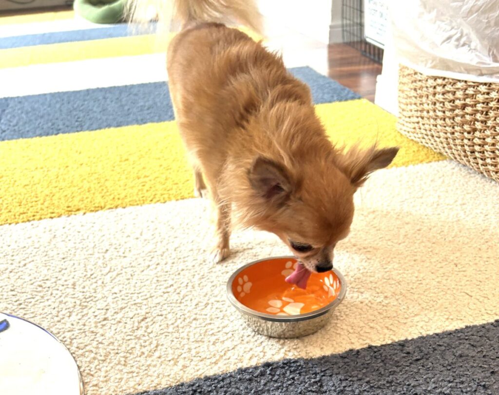 水道水をおいしそうに飲む保護犬チワワのラテまる