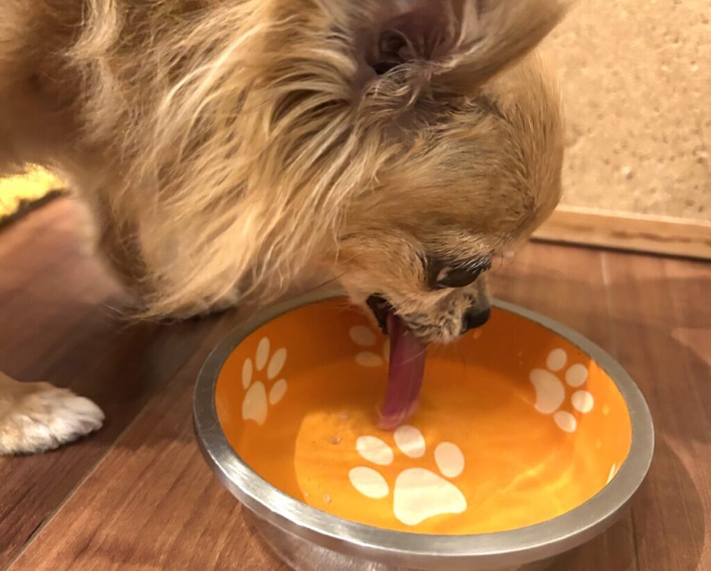 ラテまるが獣医さんの水素水を飲んでいる様子 茶色のロングコートチワワが美味しそうにお皿から水を飲んでいる。