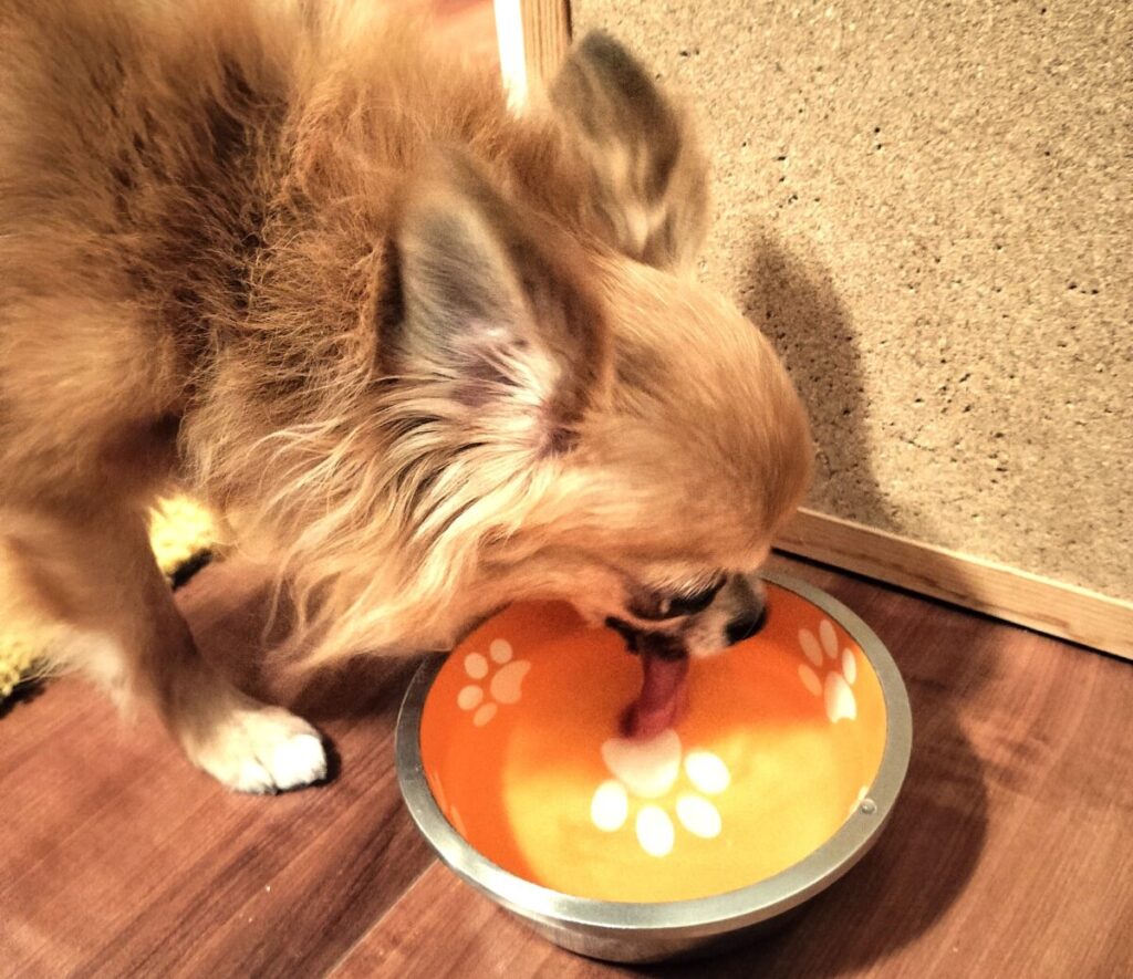 水を飲むとチワワ