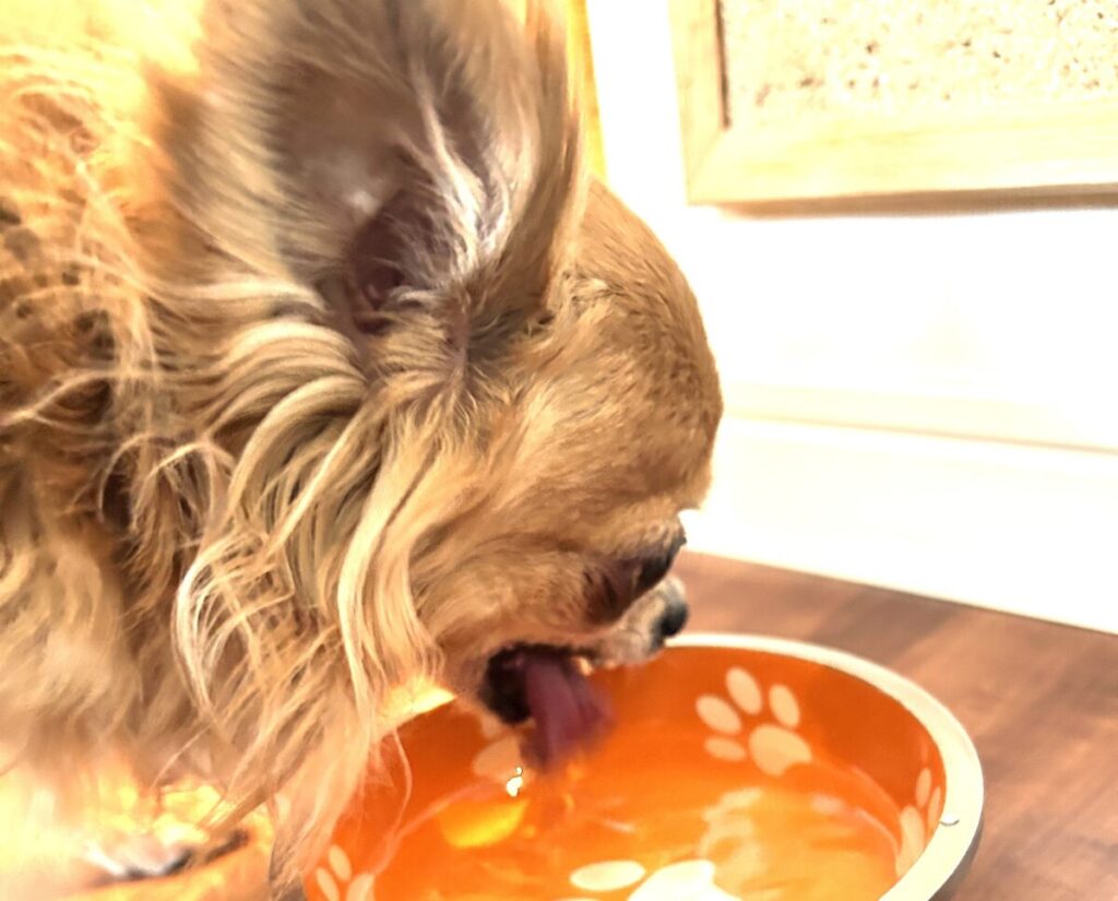お皿の水道水をゆっくり飲む保護犬チワワのラテまる