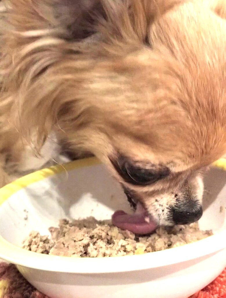 保護犬チワワのラテまるがココグルメを食べている様子