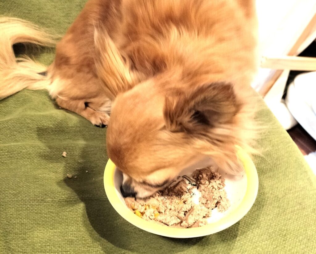 保護犬チワワのラテまるが勢いよくご飯を食べている様子