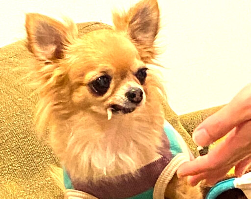 手からしかご飯を食べない保護犬チワワのラテまるの画像