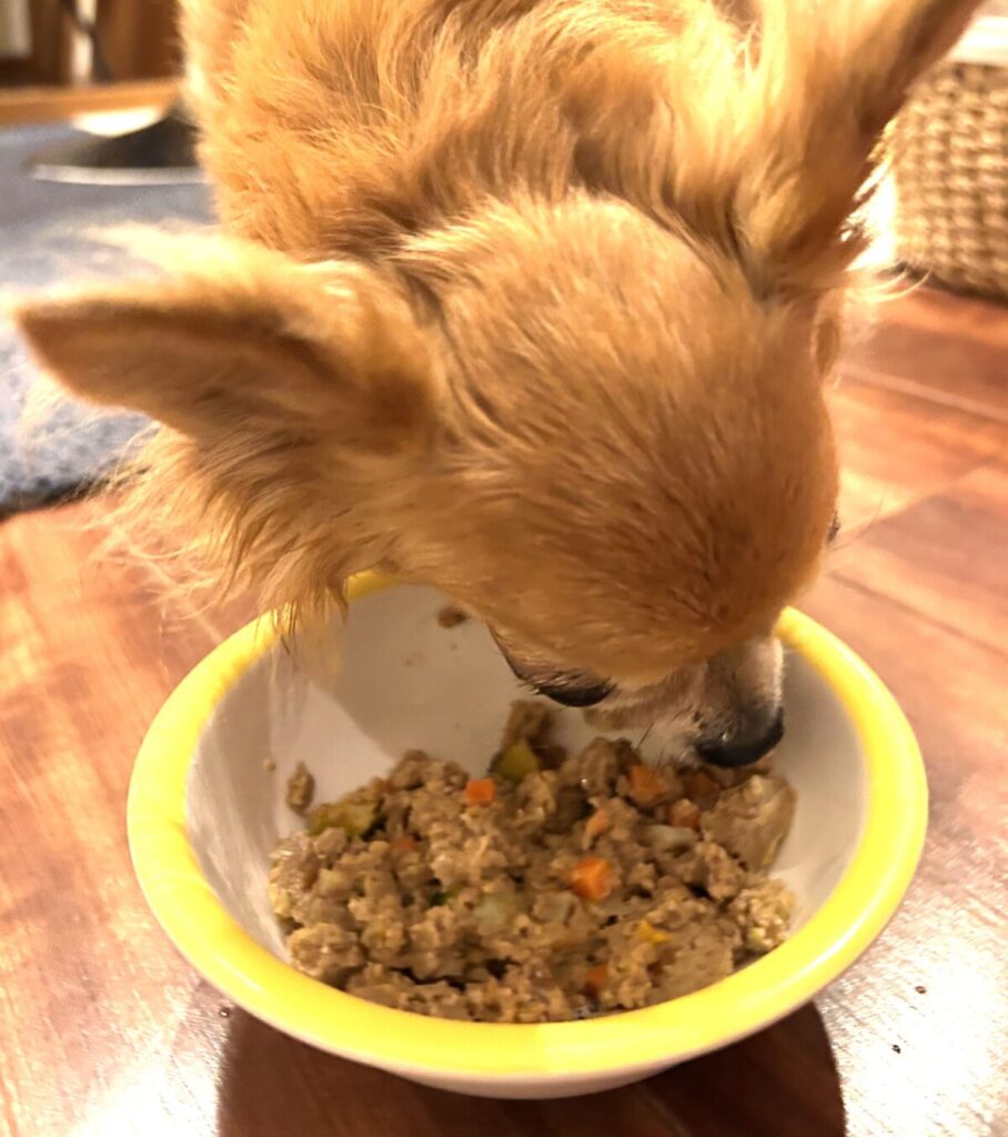 保護犬チワワ(ラテまる)が、ココグルメを食べている様子