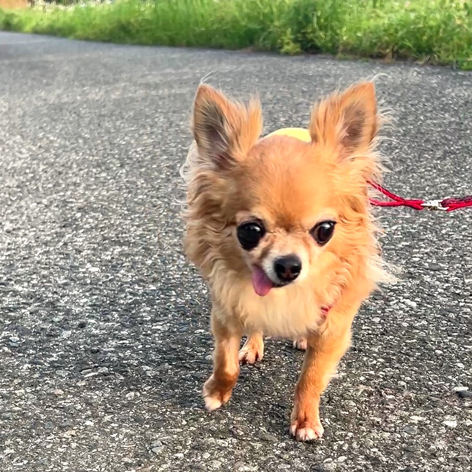 喜んで散歩をしている保護犬チワワのラテまる