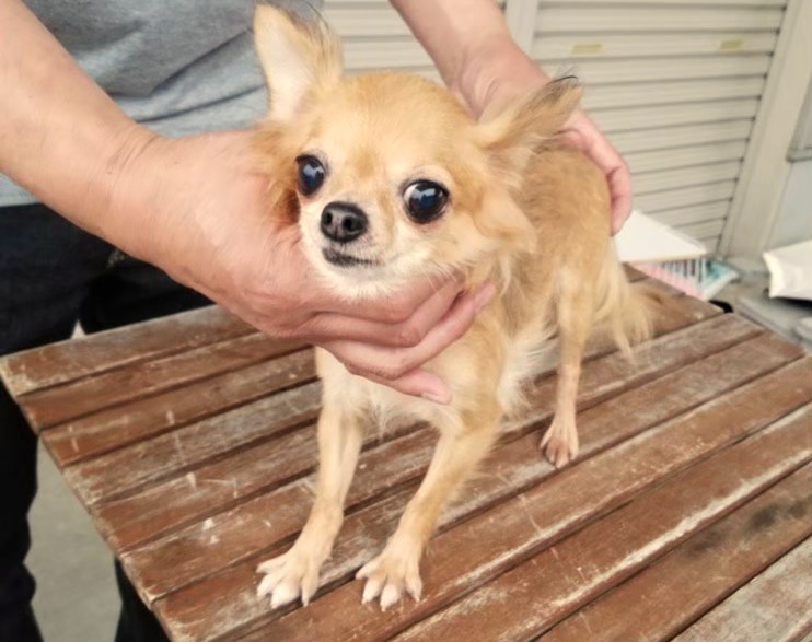 保護施設にいた頃の保護犬チワワのラテまる