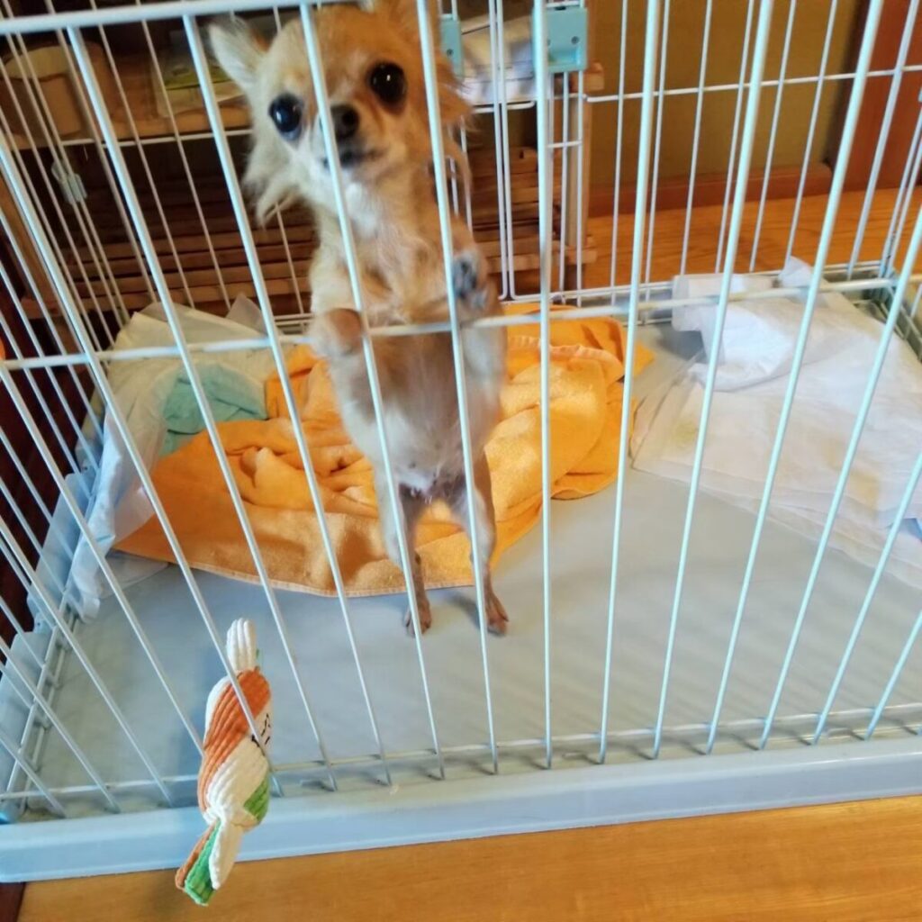 保護施設にいた頃の、繁殖引退犬の保護犬チワワ(ラテまる)