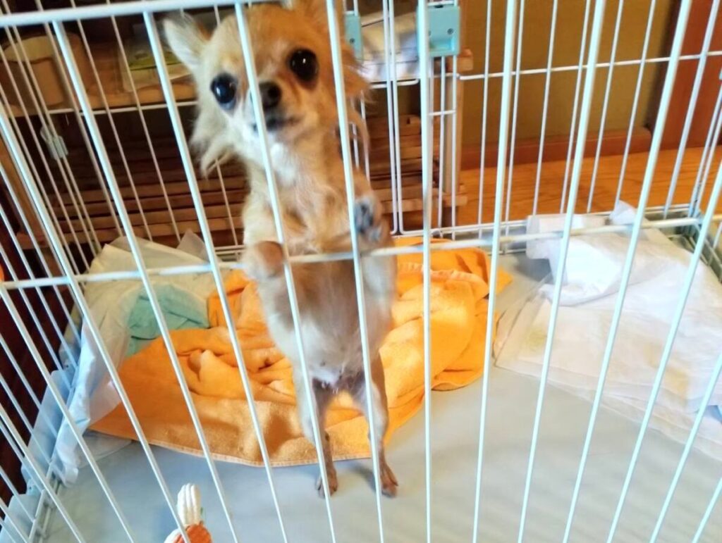 保護施設にいた頃の保護犬チワワのラテまる