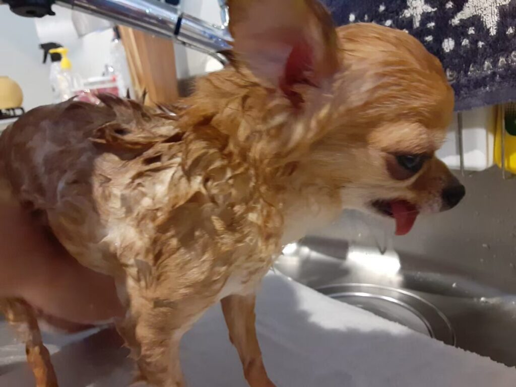 シャンプー後にぶるぶる震えている保護犬チワワのラテまる