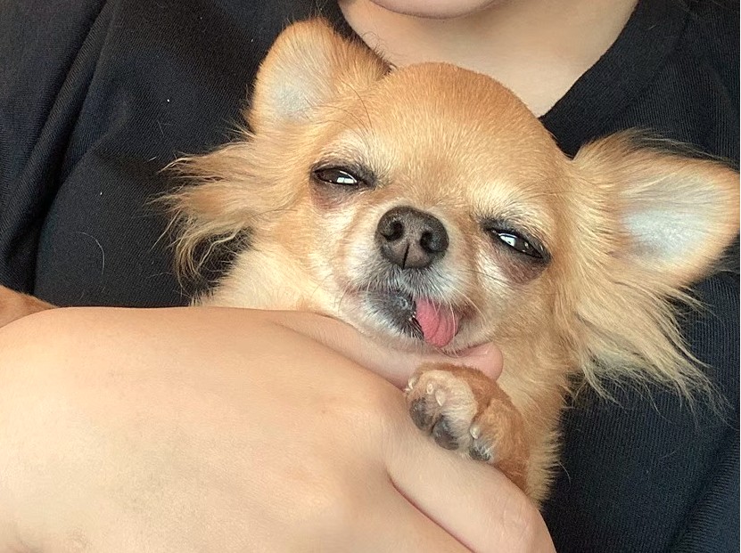 警戒心が強い一方で甘えんぼな一面を見せるチワワのラテまる